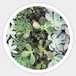 Succulent Rainbow Sticker